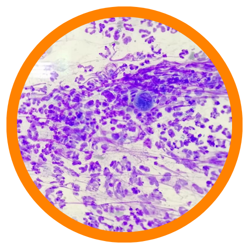 dermatologie psů a koček - vzorky